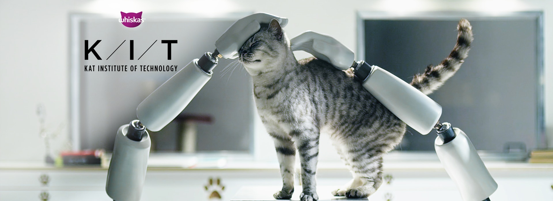 What is the average lifespan of a cat?