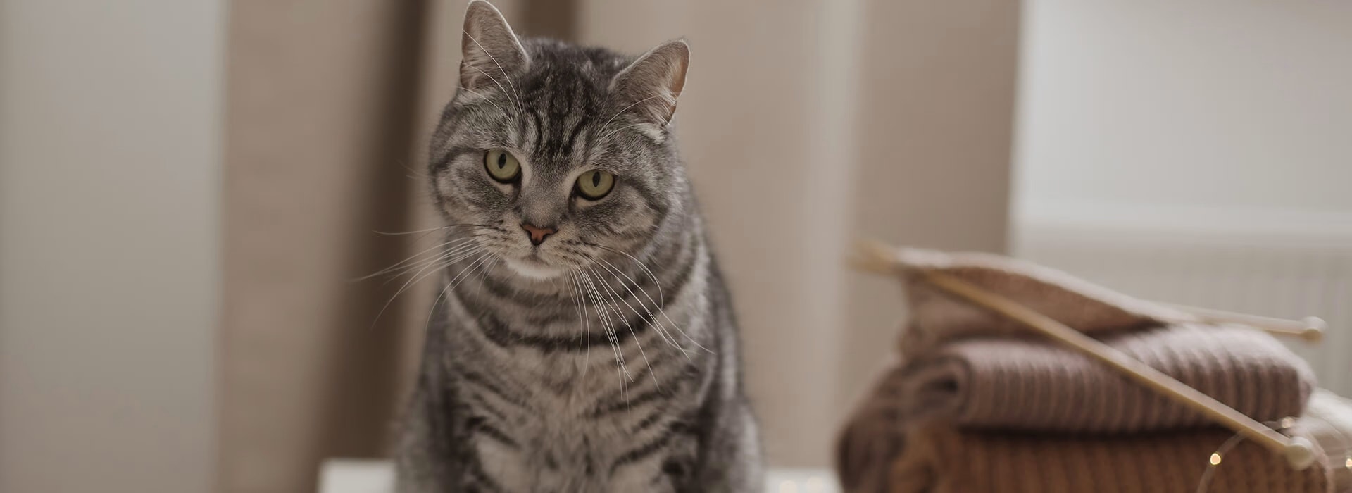 Care and Health Hero