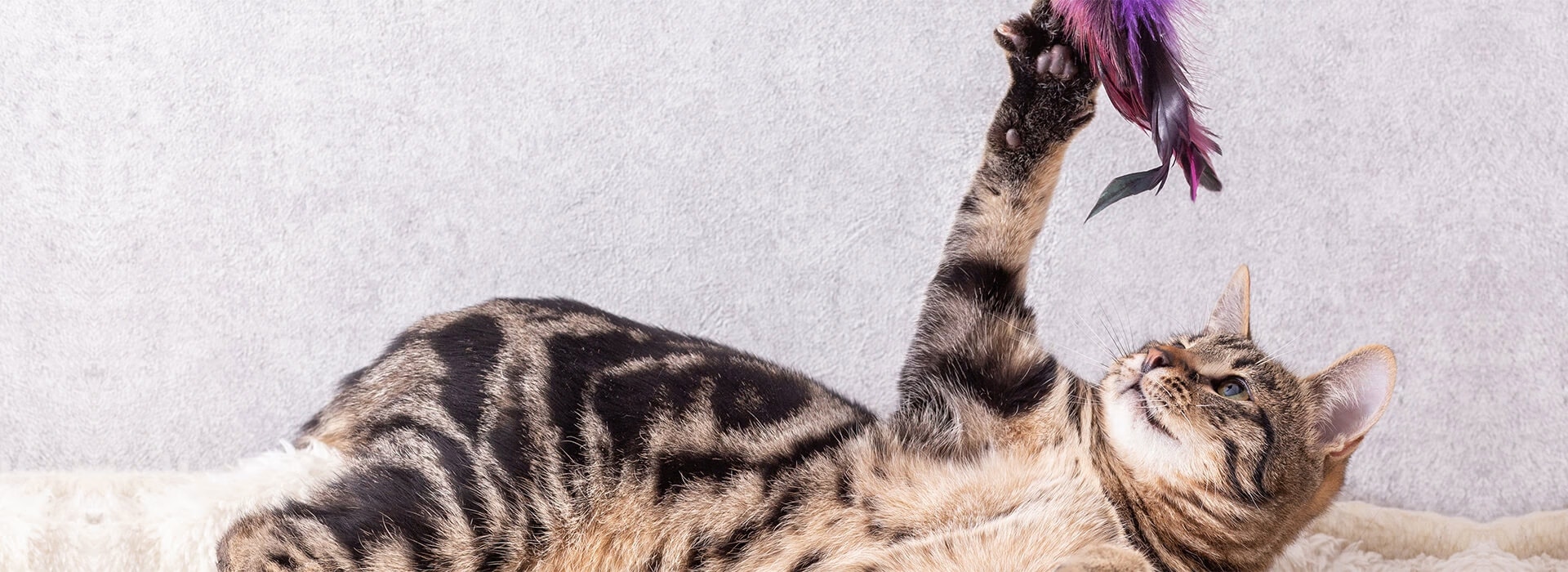 Socialising and Play Hero Image