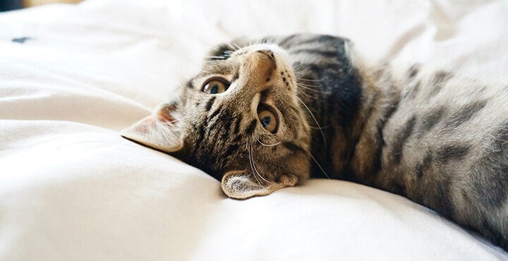 What does it mean when a cat purrs