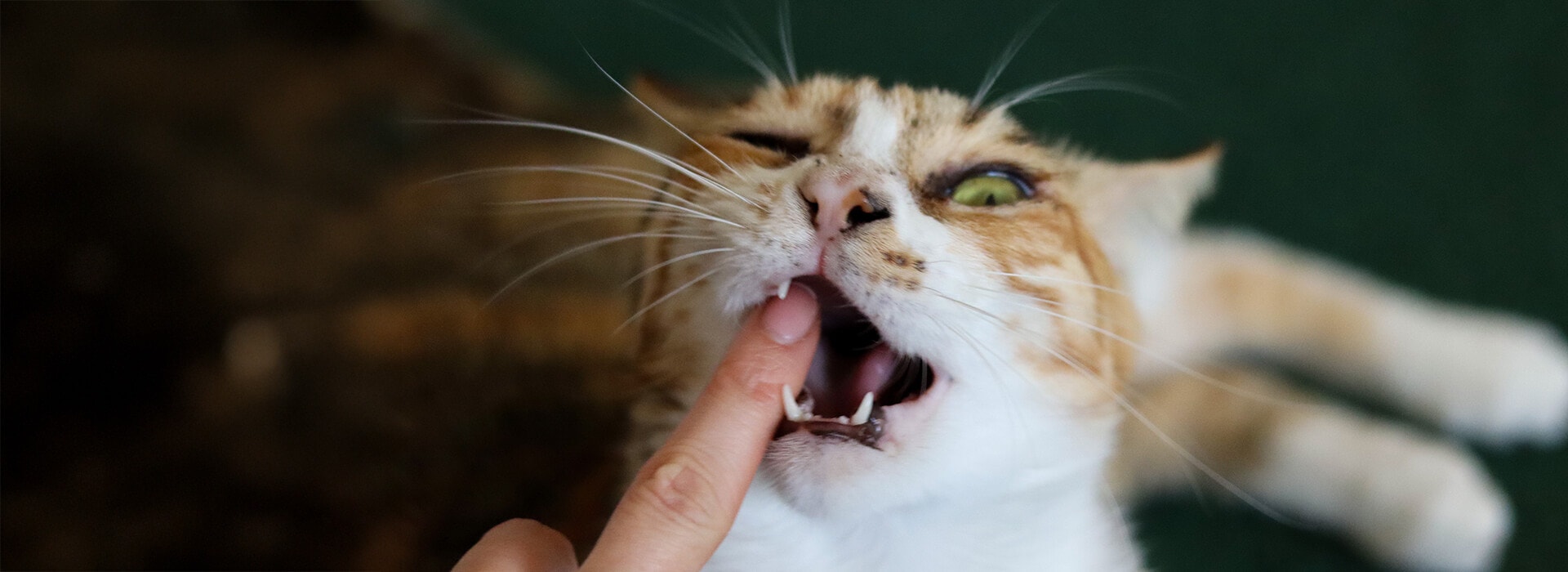 Orange cat biting finger