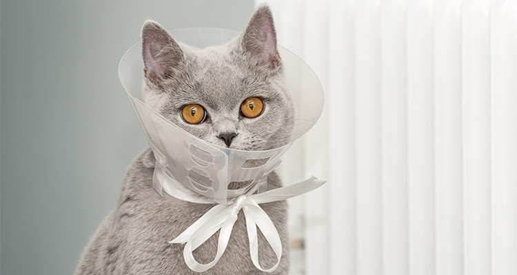 A domestic gray British Shorthair cat with orange eyes sits in a protective collar tied to a white ribbon and bow at home.