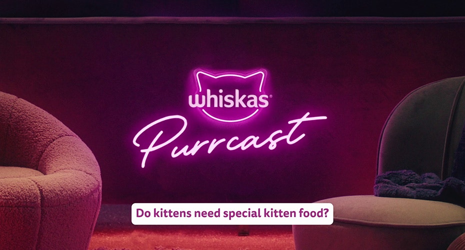 Do kittens need special kitten food?