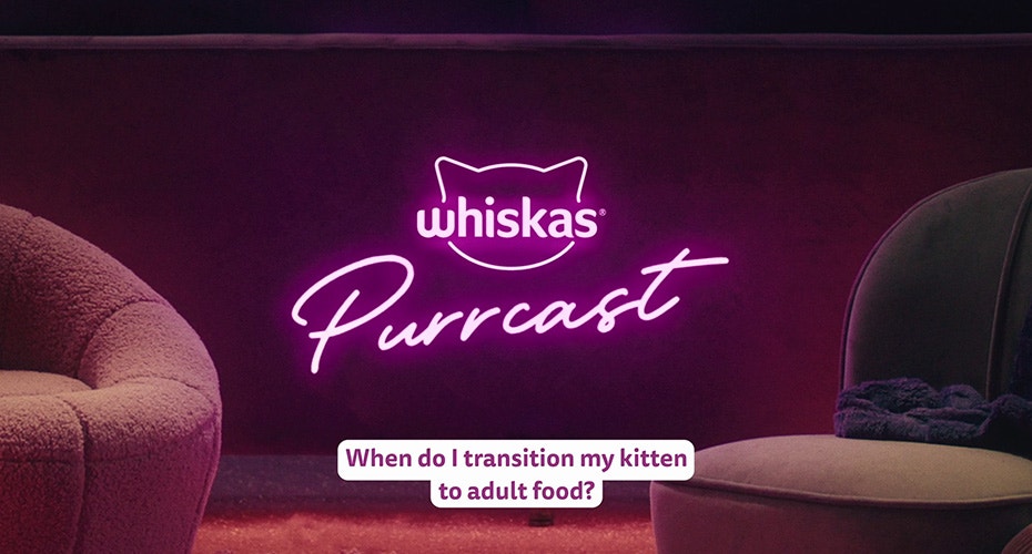 When do I transition my kitten to adult food?
