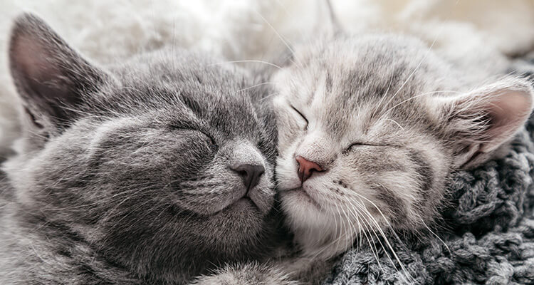 cute kittens sleeping closely together