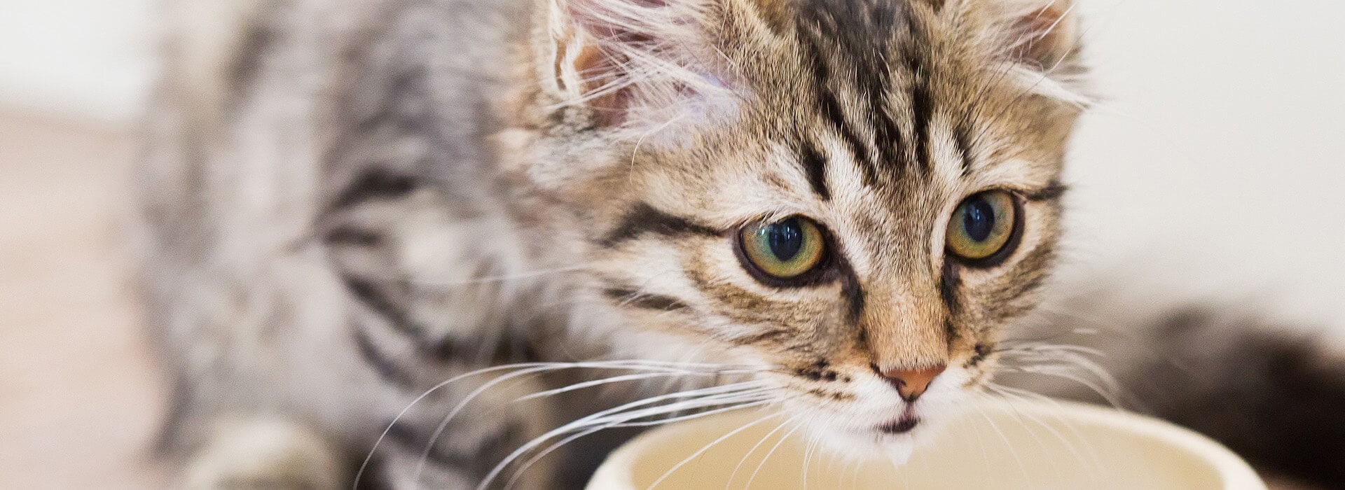 kitten drinking from a bowl