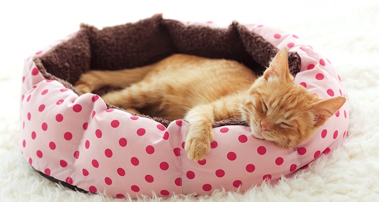 A ginger kitten sleeps in his soft cozy bed on a white carpet