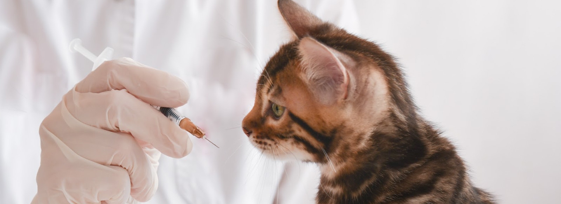 kitten vaccinations