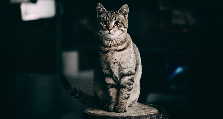 A grey cat with bright green eyes at night