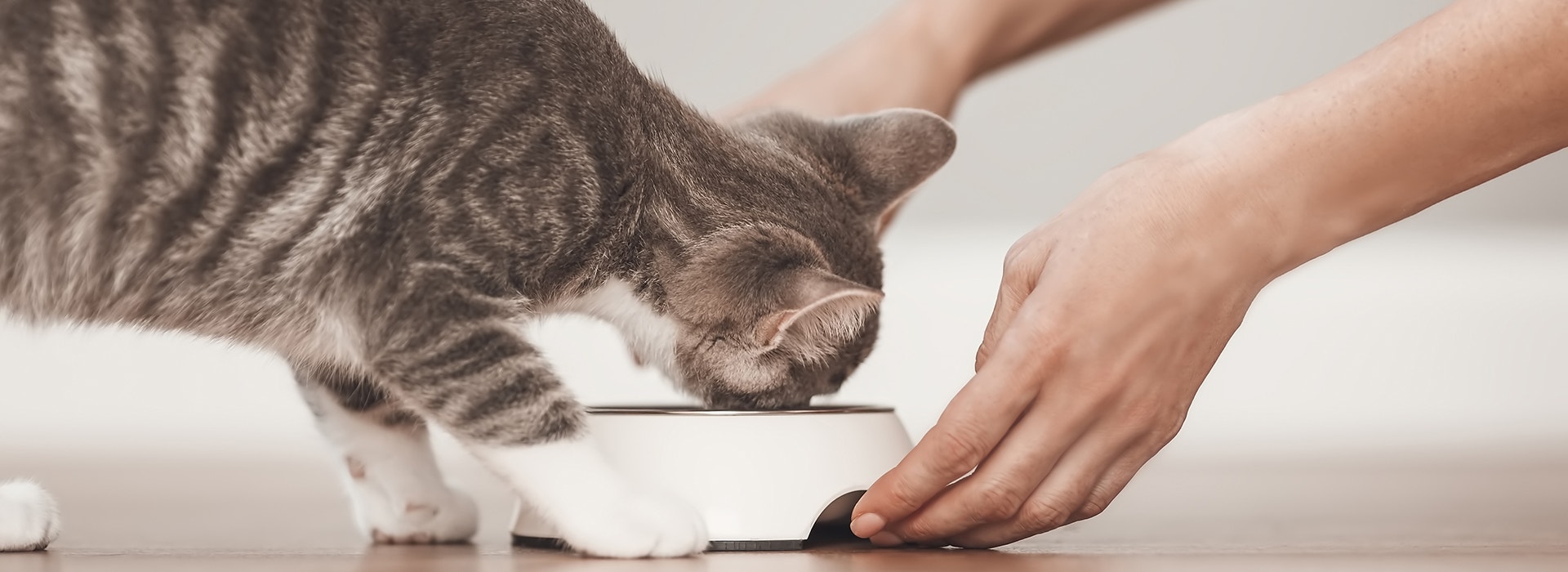Person feeding grey kitten a meal indoors