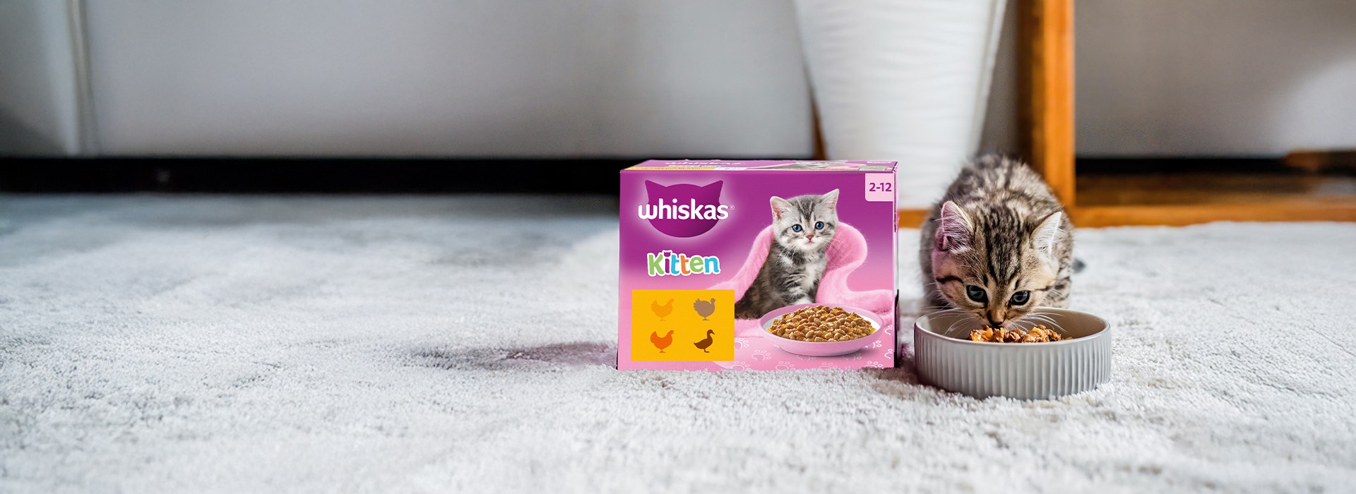 Get a Free Sample Kitten