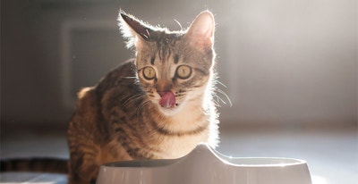 de-multiples-petits-repas-pour-votre-Chaton.jpg