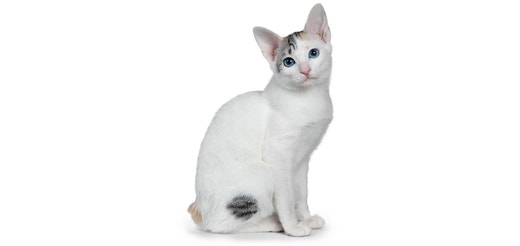 Japanese Bobtail.jpeg