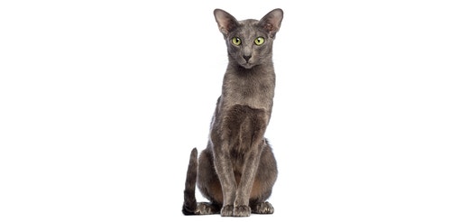 Oriental Shorthair.jpeg