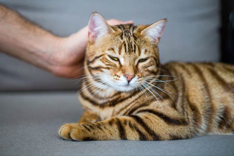 Bengal Cat being petted