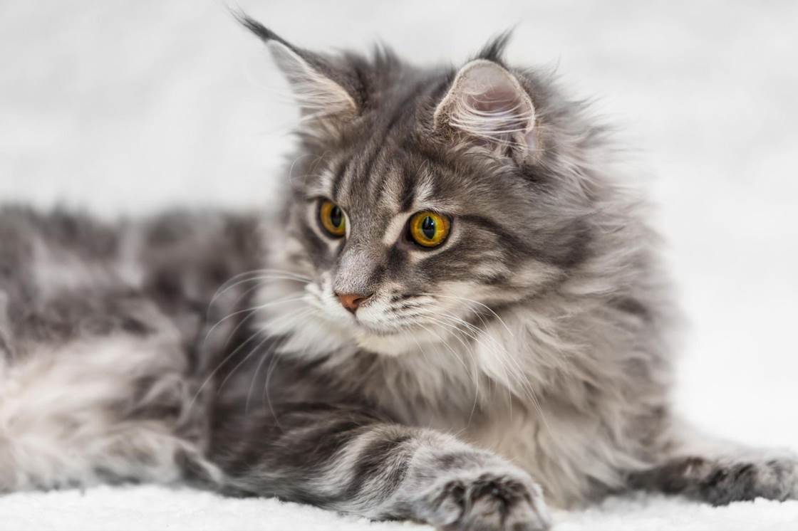 Main Coon Cat sitting down