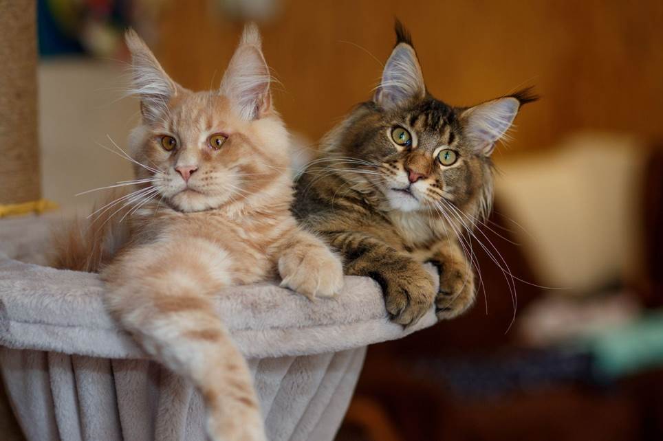 Main Coon cats sitting together