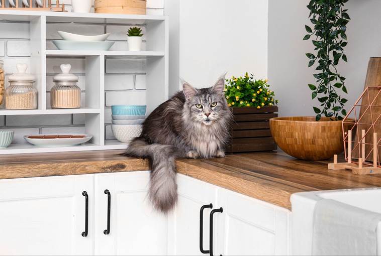 Main Coon Cat sitting on the counter in the kitchen