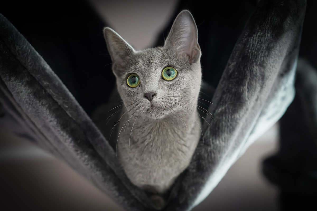 Cute Russian Blue cat staring owner with green eyes.