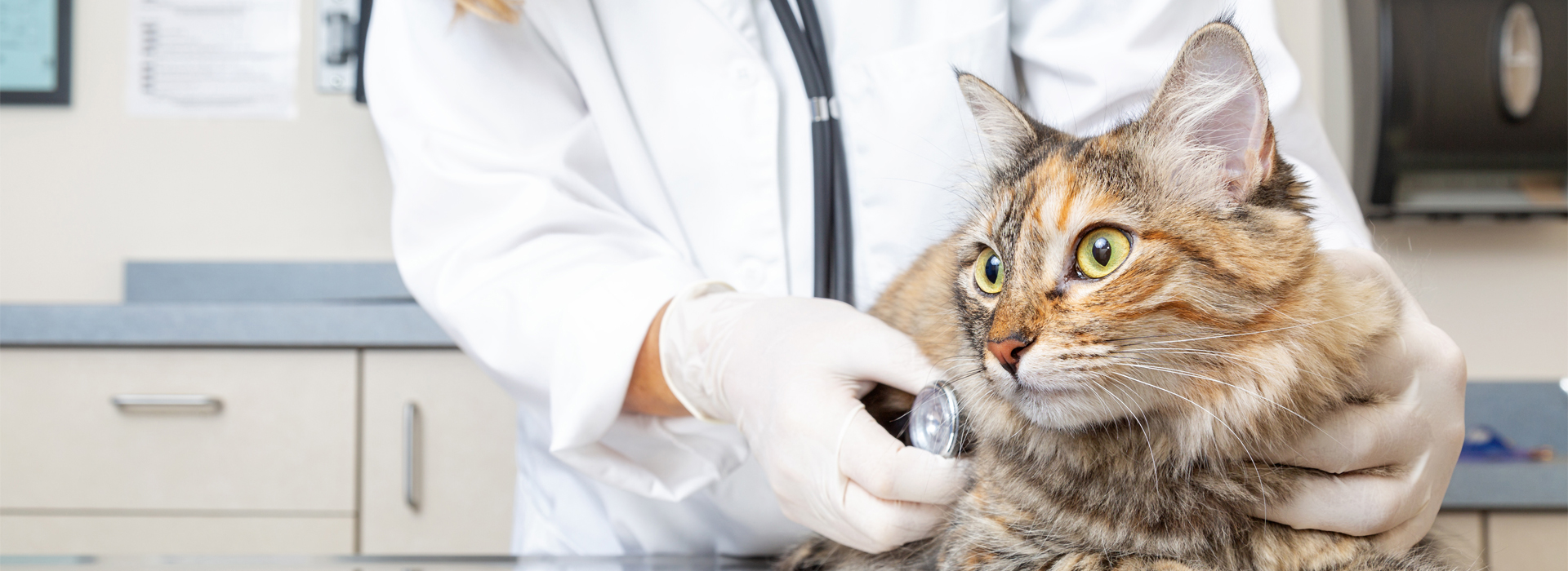 consultation-veterinaire-de-votre-chat-chez-le-veterinaire.jpg