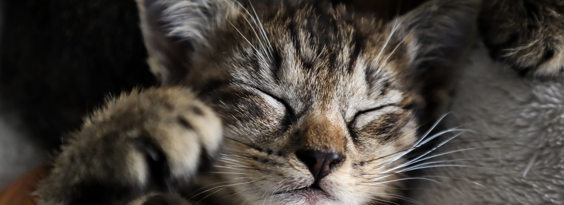 What does it mean when a kitten purrs