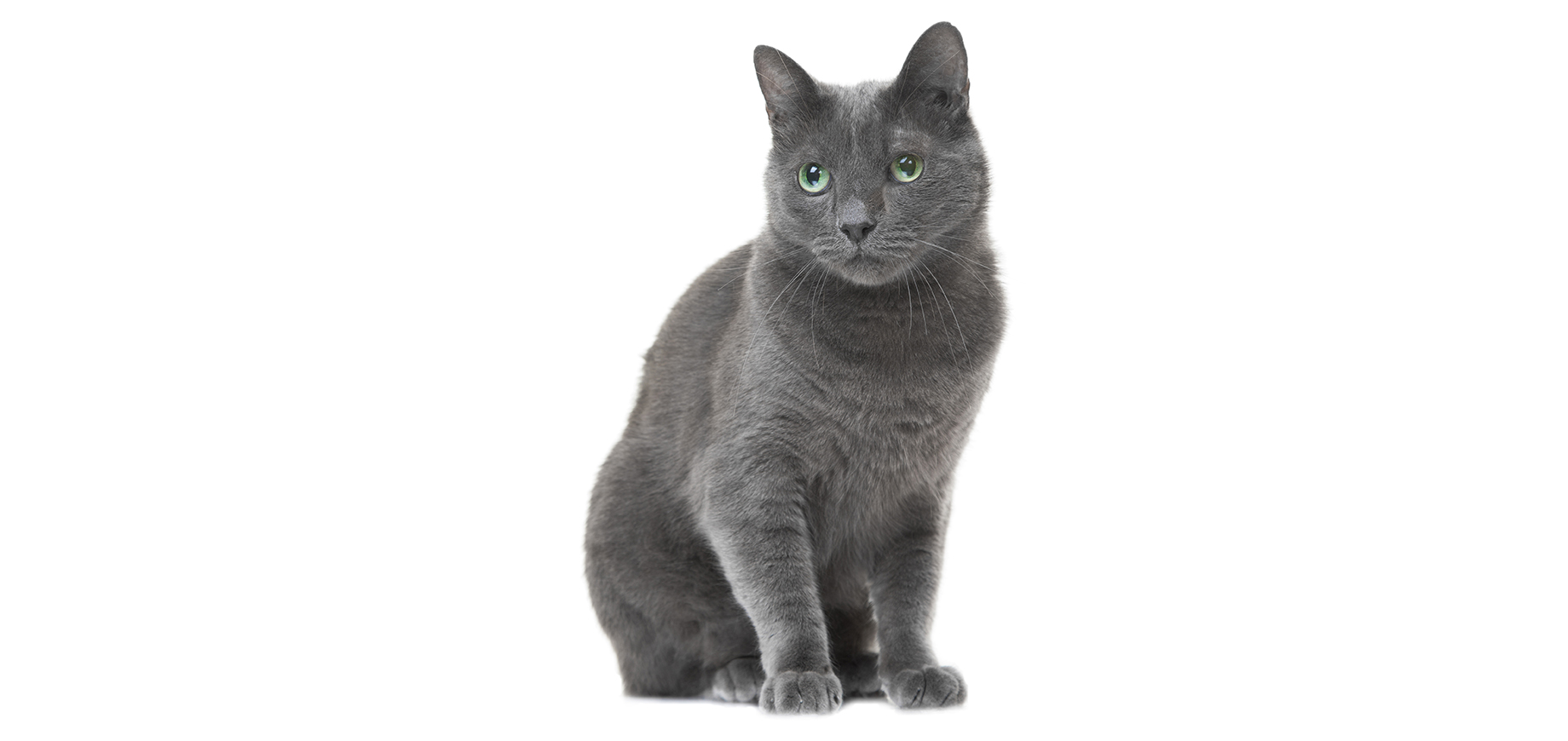 Russian Blue.jpeg