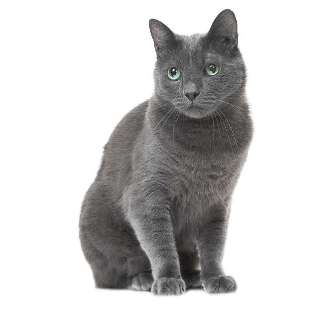 Russian Blue.jpeg