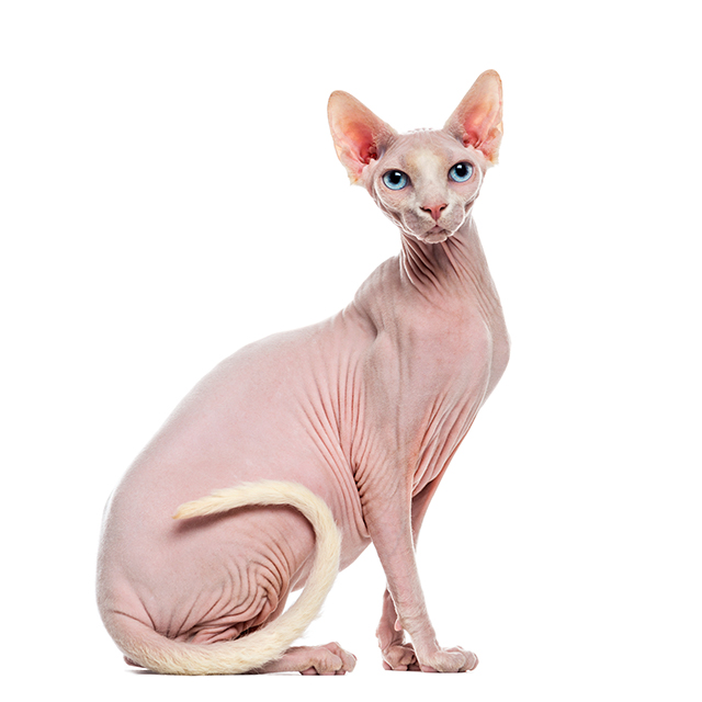 Sphynx cat