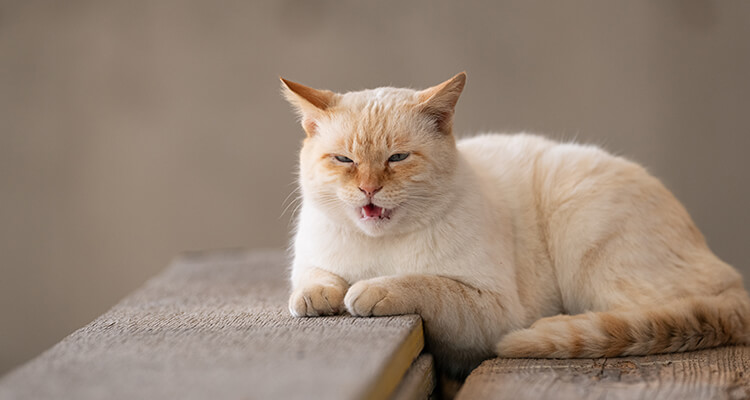 A cat that is meowing while sitting on a bench