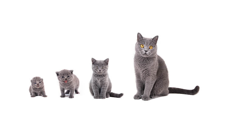 Group of cats of different ages sitting on a white background.