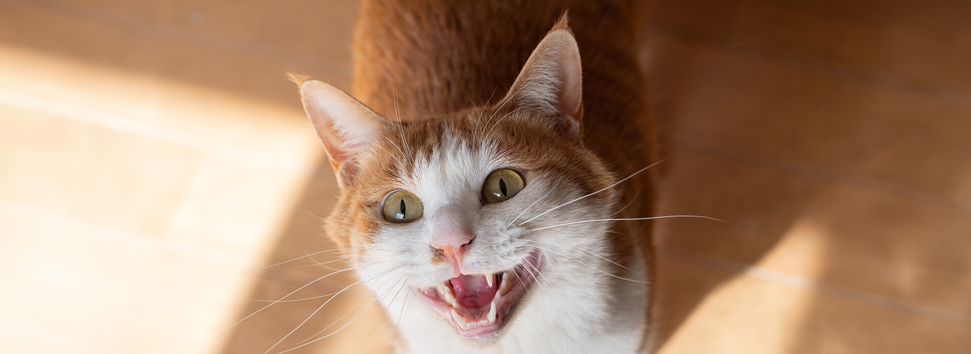 Cat that directly looks in the eye and starts meowing.