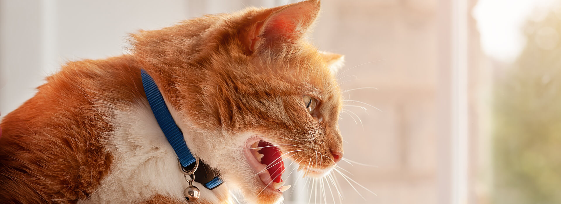 Young angry red tabby domestic cat hissing and meowing looking outside through window