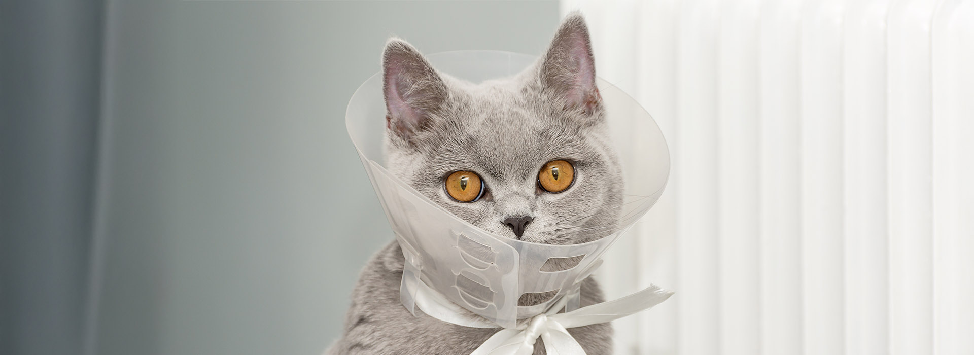 A domestic gray British Shorthair cat with orange eyes sits in a protective collar tied to a white ribbon and bow at home.