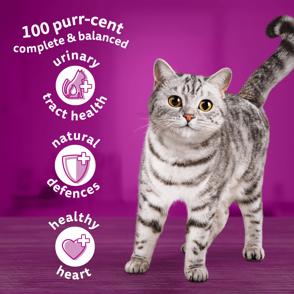 WHISKAS® Cat Dry with Chicken Senior 7+ 1.9kg,800g - 3