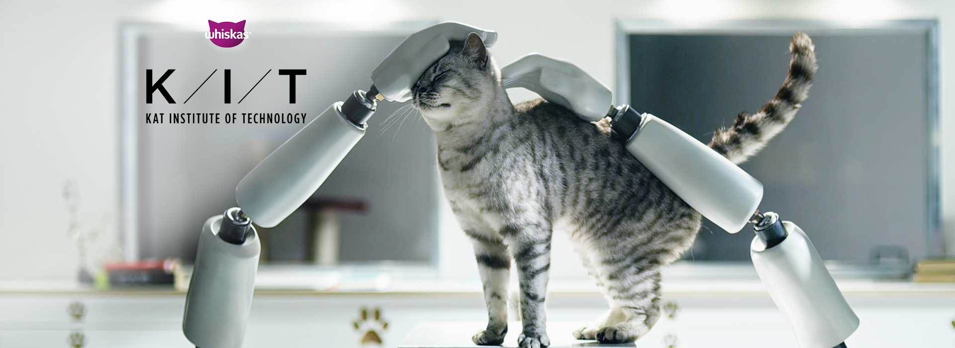 What is the average lifespan of a cat?