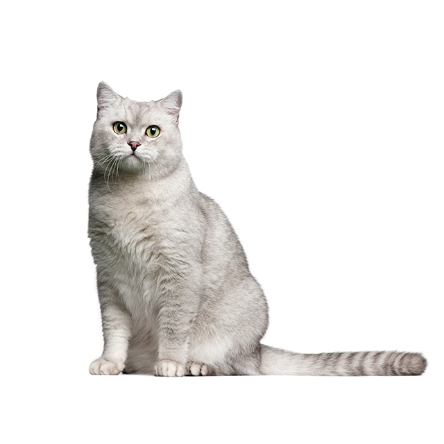 British Shorthair.jpeg