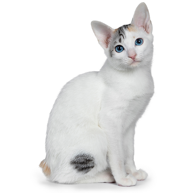 Japanese Bobtail.jpeg