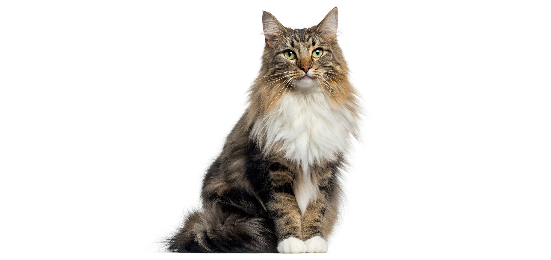 Norwegian Forest.jpeg