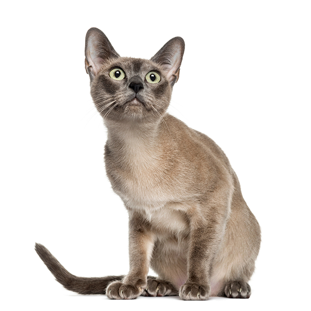 Tonkinese.jpg