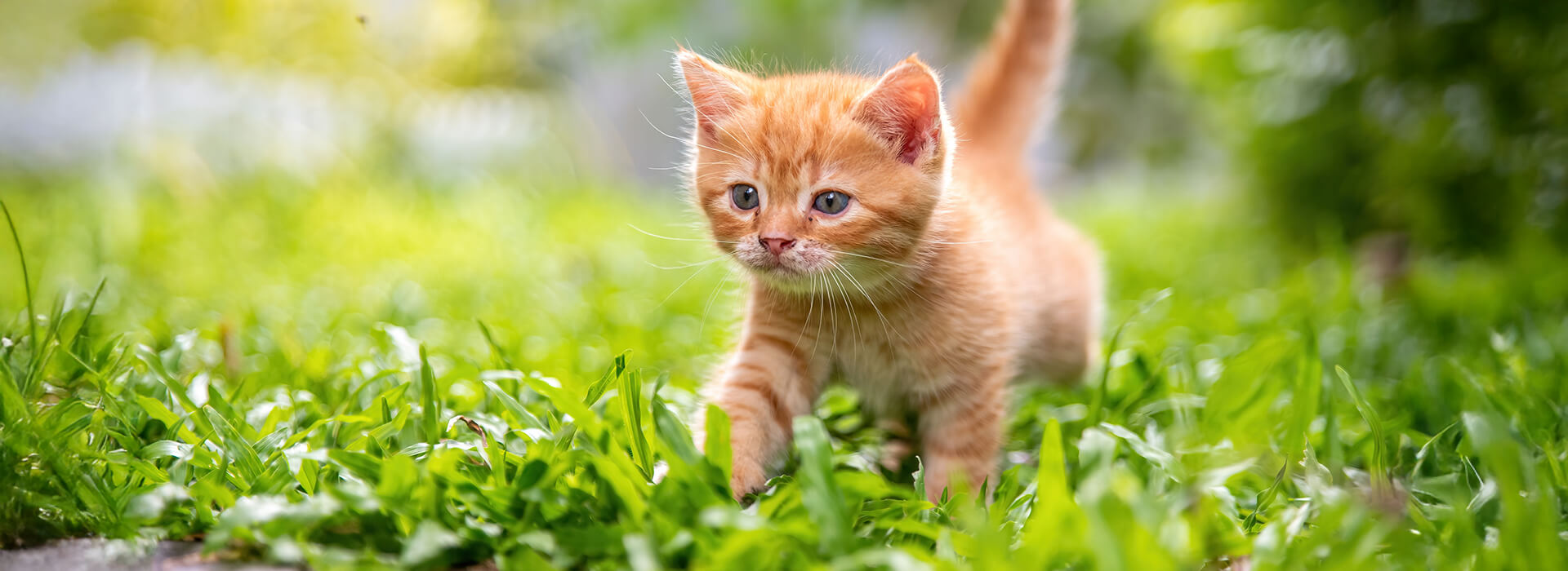 Kitten in the grass walking with confidence alone, with the tail held up.