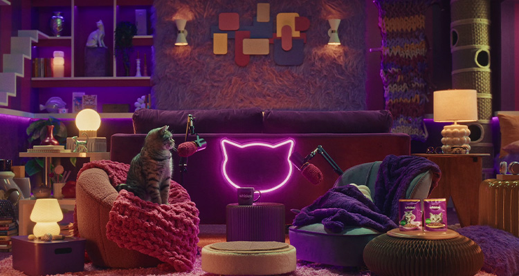 Introducing a new cat