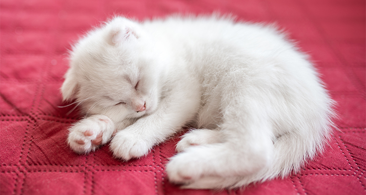 A white kitten sleeping on a red blanket