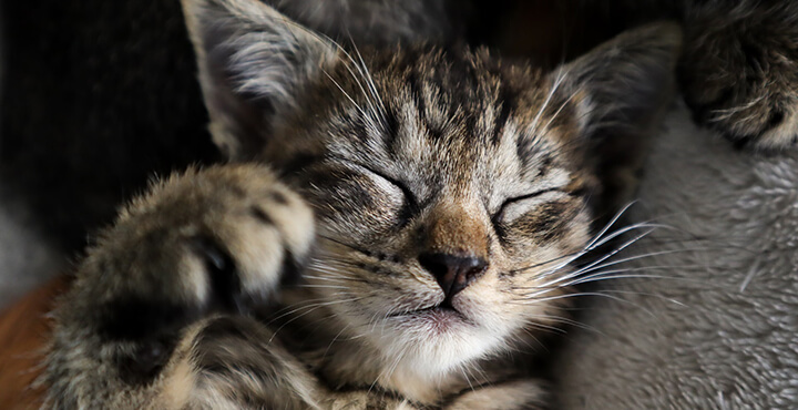 What does it mean when a kitten purrs