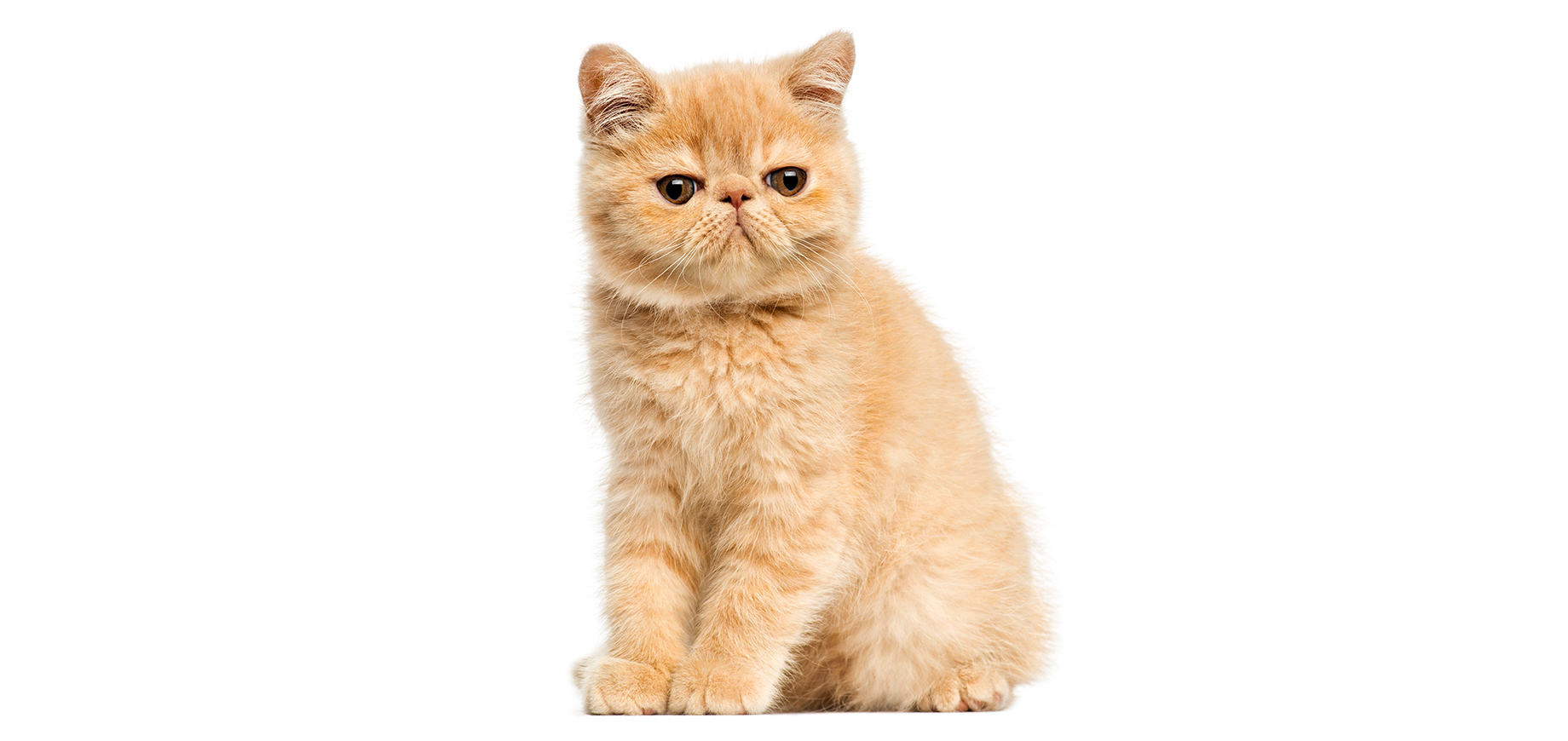 Exotic Shorthair.jpeg