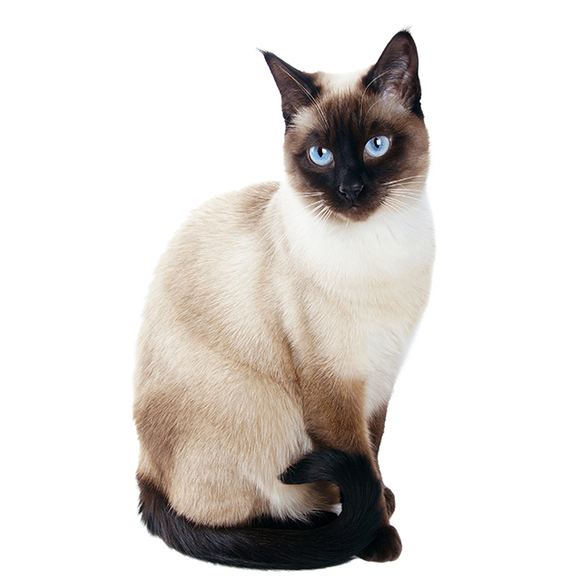 Siamese.jpeg