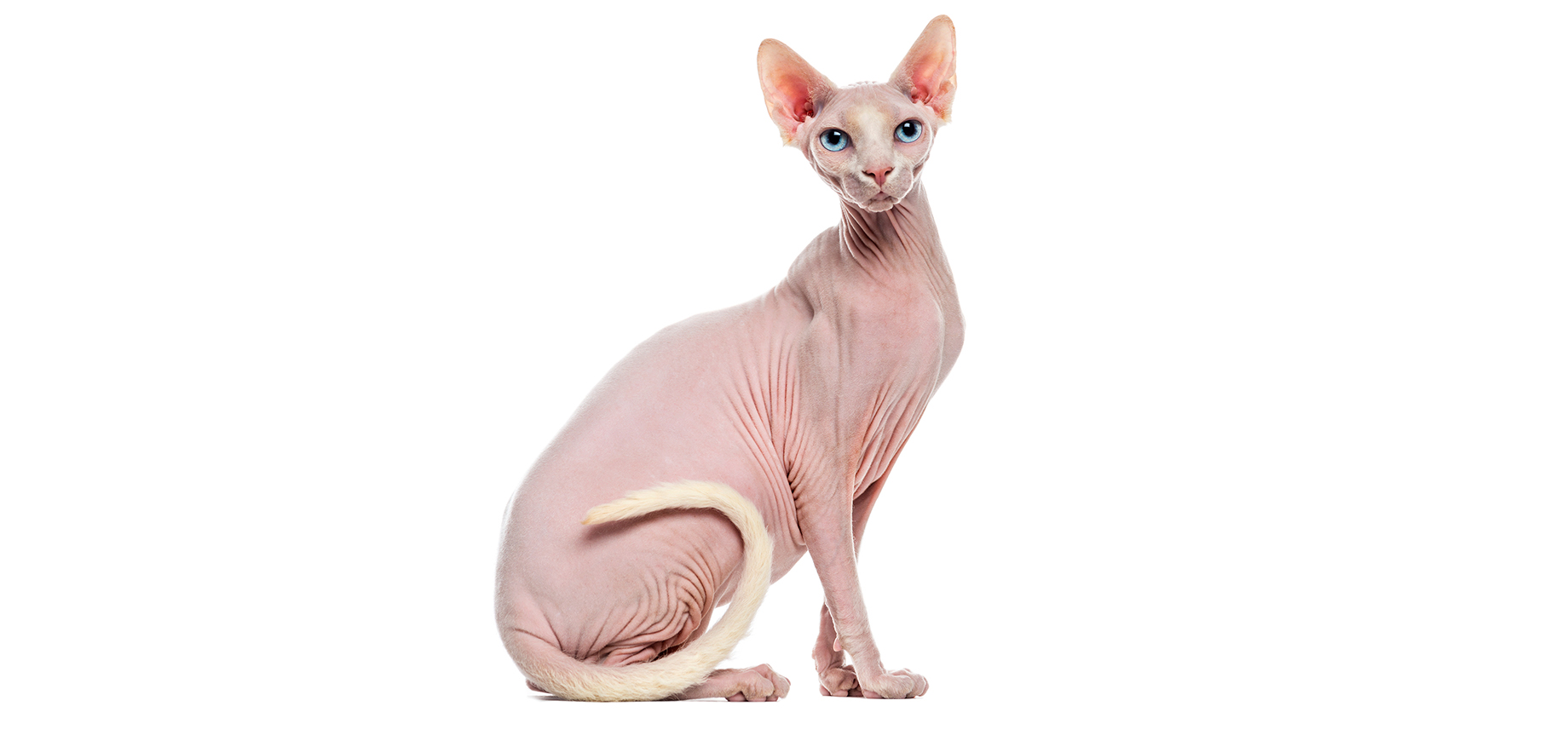 Sphynx cat