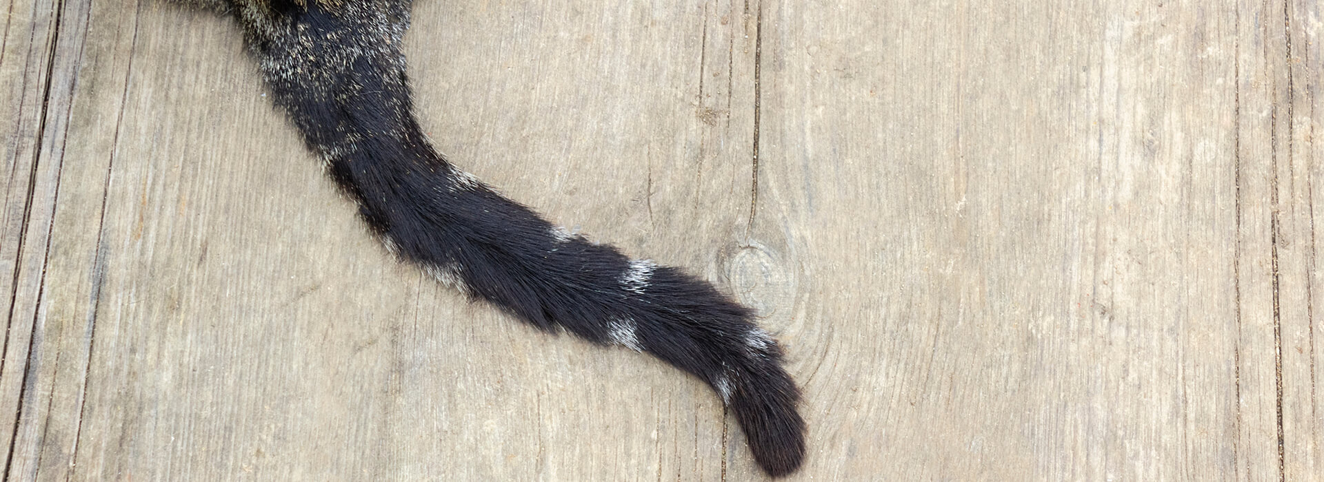 the tail of a leopard-coloured cat on a wooden surface