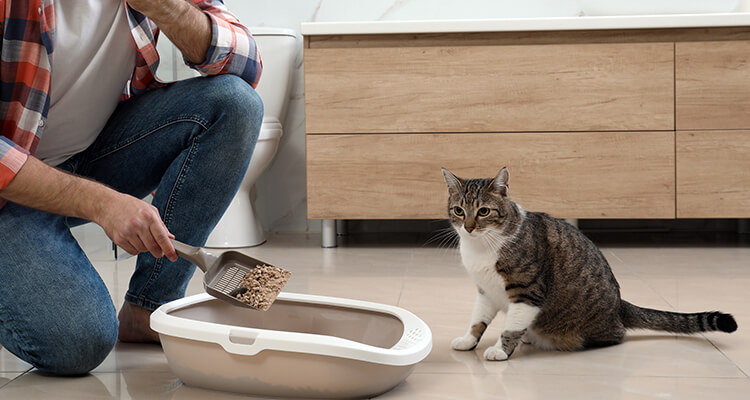 Young man cleaning cat litter tray in bathroom