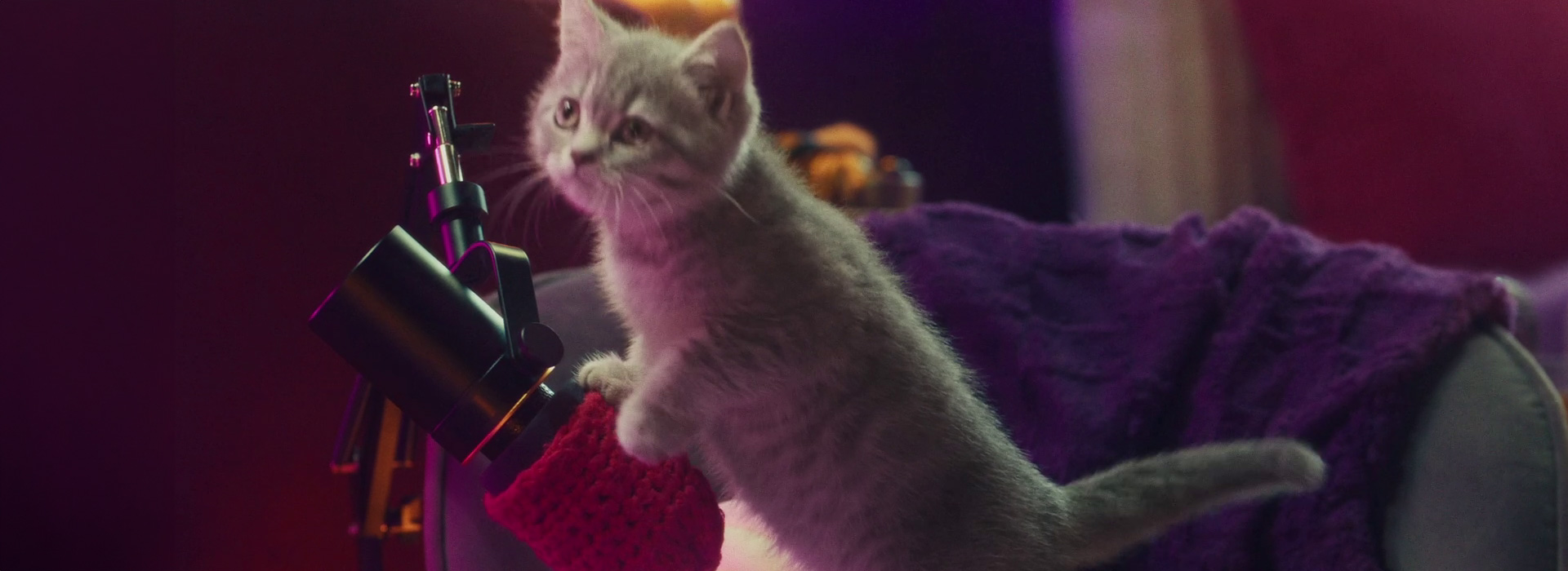 Do kittens need special kitten food?