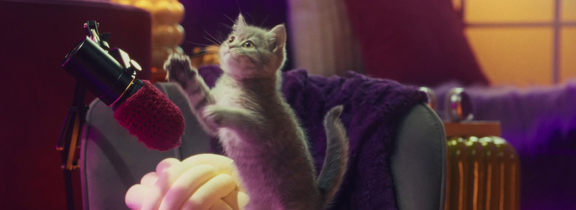 Understanding different cat noises and what they mean